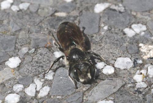 Réf. 220 585 : Hoplitis adunca